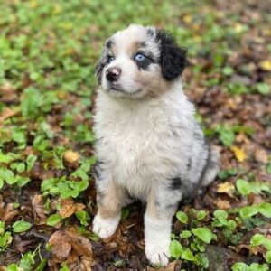 bergeraustralien bleu merle