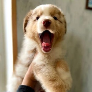 bergeraustralien rouge merle