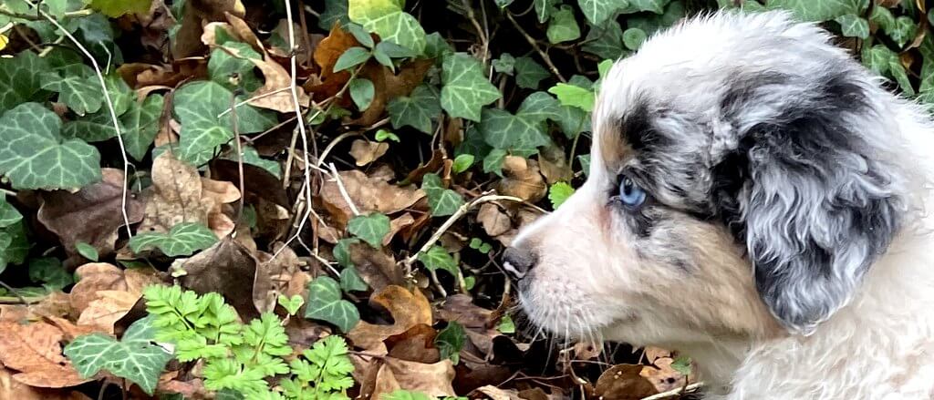 bergeraustralien bleu merle